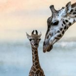 Giraffesgiraffes