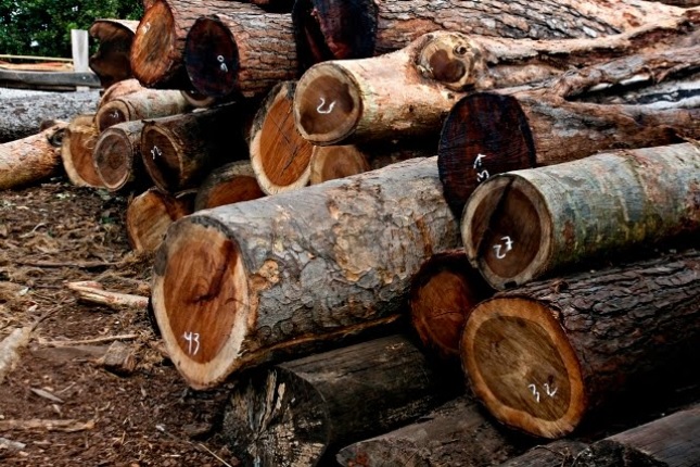 Ironwoodlogs.file_.rm_-1