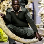 Ivoryzimafp