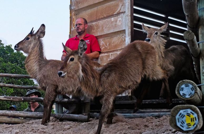Waterbuck.msr_.lusa_