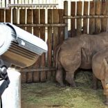 Rhino_camera_400x300_Guy_Martin