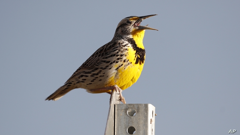 Birds