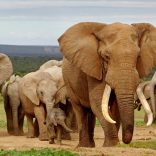 Elephantssnot
