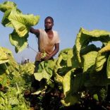 Tobacco