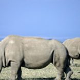 Whiterhinos