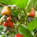 Cashew-plant