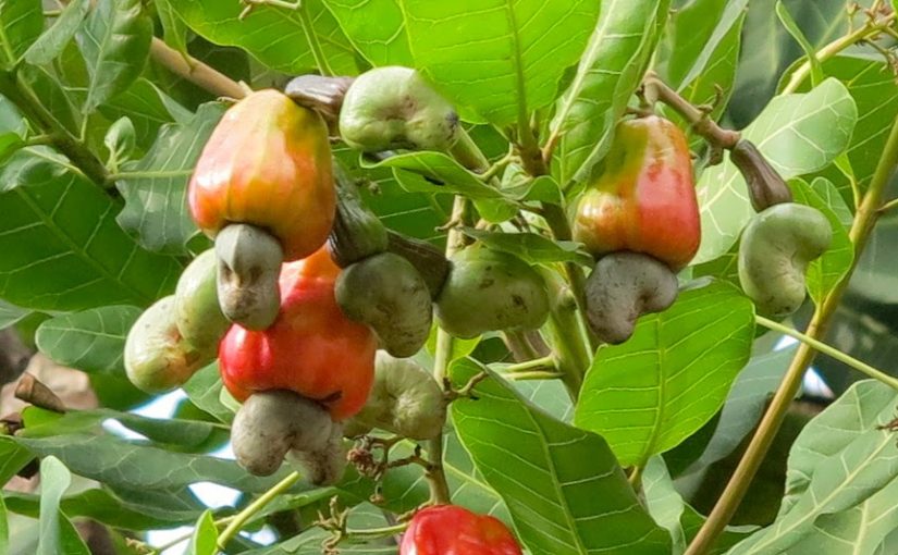 Cashew-plant