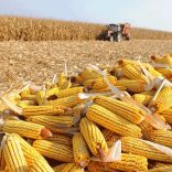 Corn.maize_.moz_.not_