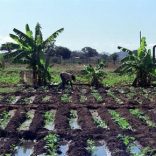 Farminglusafile1