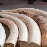 Ivorymanicavoa