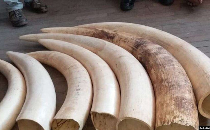 Ivorymanicavoa