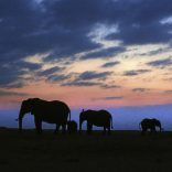 Krugerparkfilepic
