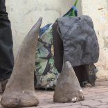 Rhinomaputoop