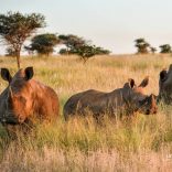 White_rhino_family_Southern_Africa_by_Denise_Ackerman_2016_uses_1_2_3-e1549889192924