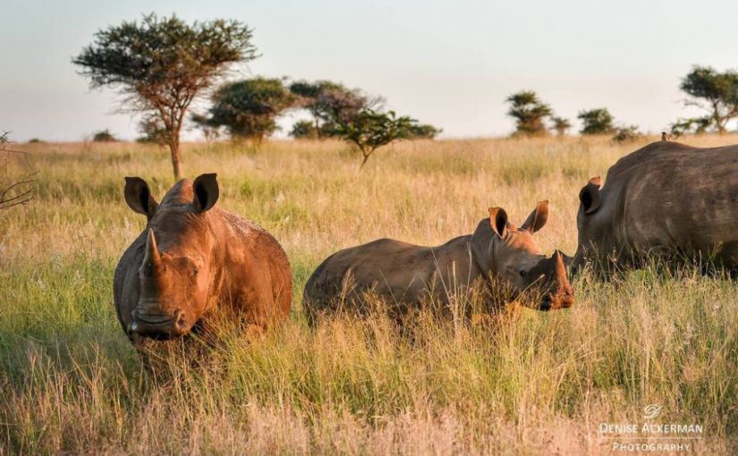 White_rhino_family_Southern_Africa_by_Denise_Ackerman_2016_uses_1_2_3-e1549889192924