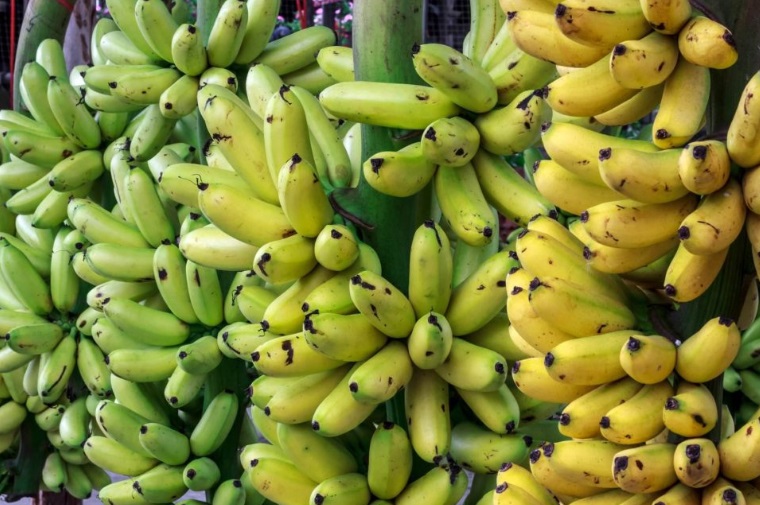 Bananas.savana