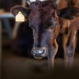 Cattlestock