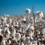 Cottontvm