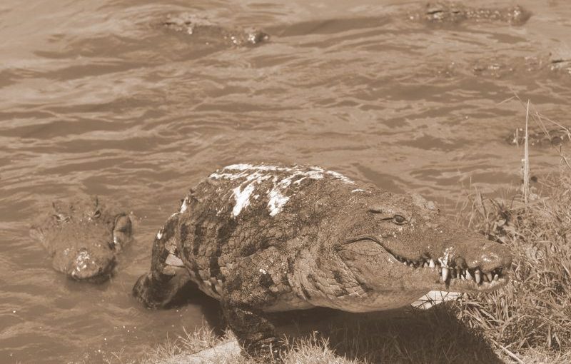 Crocodilesmozfile.lusa-1