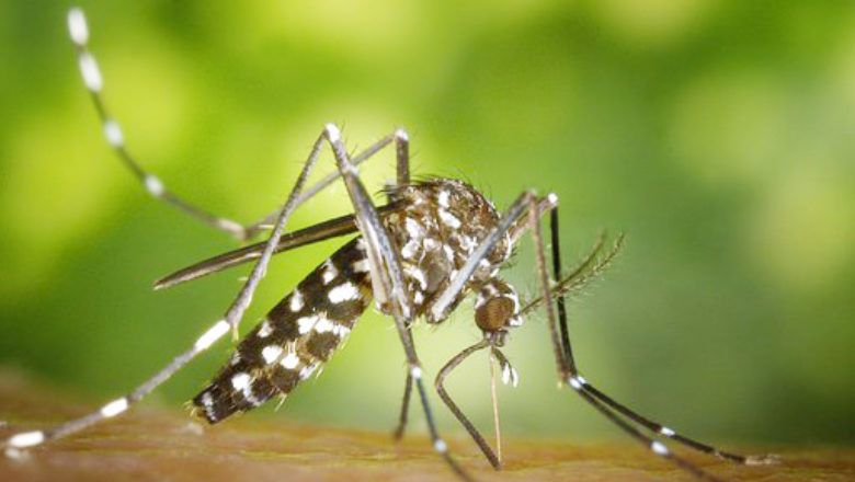 Malariaaa.mosquito