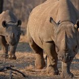 Rhinosfileee