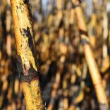 Sugarcanebll
