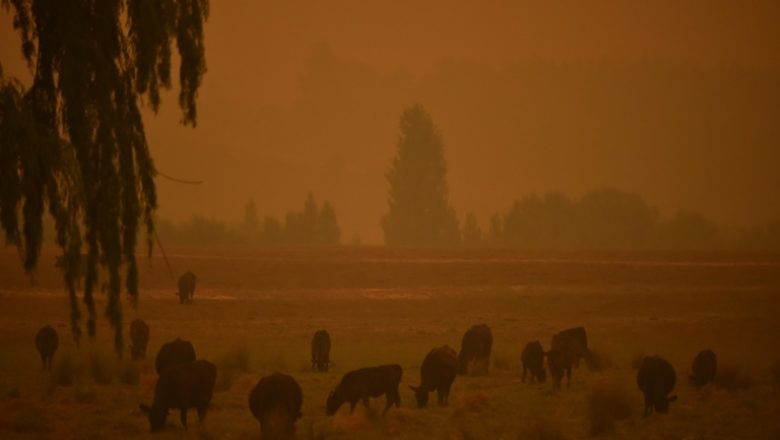 Bushaus