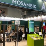 Mmozgreenb