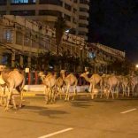 Camelssaist
