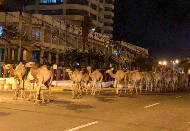 Camelssaist