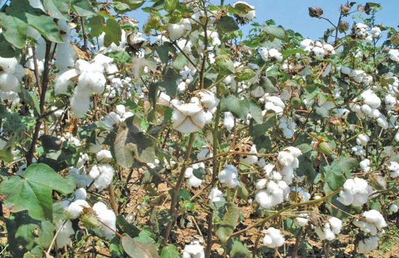 Cottonfile