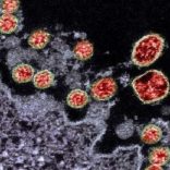 Cv19