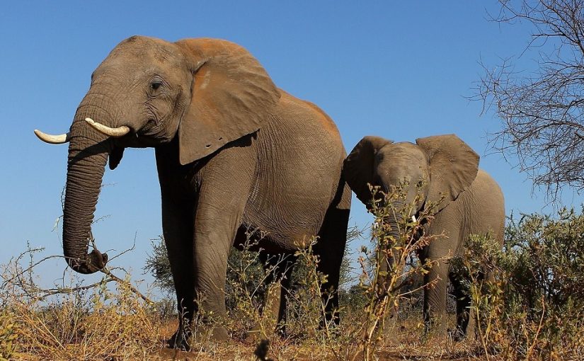 Elephantsbotswana