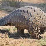 Pangolin.not_