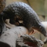 Pangolinafp