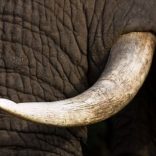 Mhoje_elephanttuskl_photo_jpg