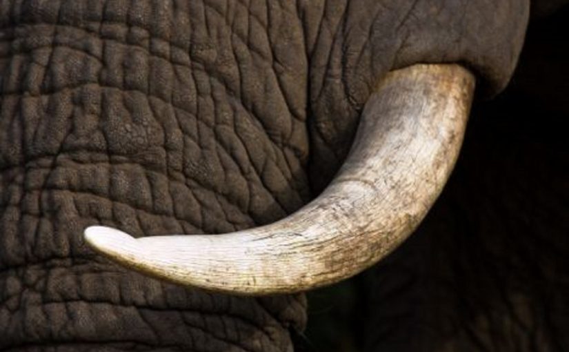 Mhoje_elephanttuskl_photo_jpg