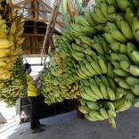 Bananausa