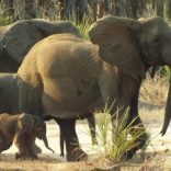 Elephantsrfi