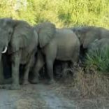 Elephantsrm.rm_
