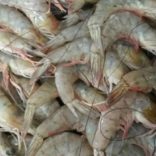 Shrimpcv.rm_