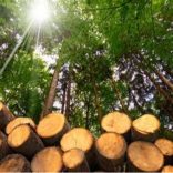 Woodforestry.f.proactive