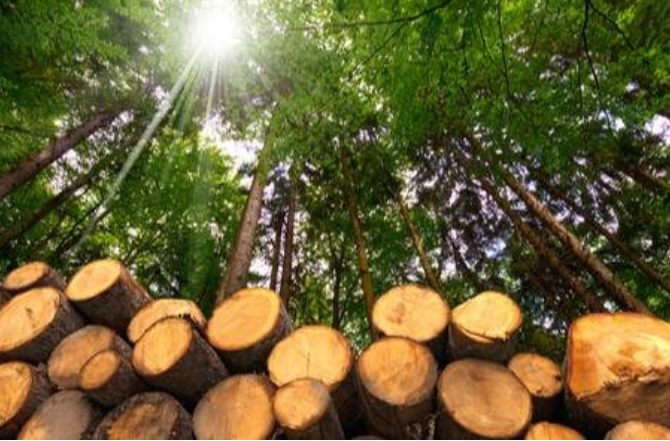 Woodforestry.f.proactive