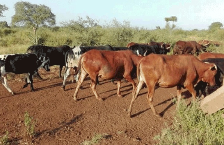 Cattlecattle.not_