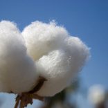 Cotton-boll