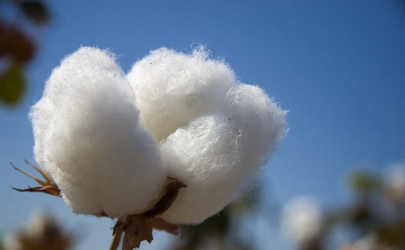 Cotton-boll