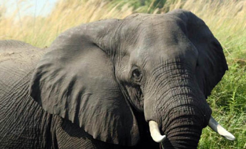 Elephant.p