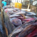 Fisheries.rm_