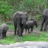 Quirimbas.elephants.anac_