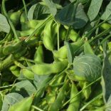 Soyaplant